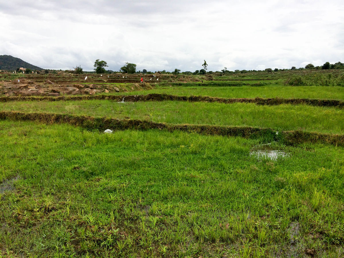 Shivanasamudra---Fields